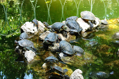 Черепахи в национальном парке